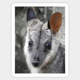 Rock Wallaby Sticker